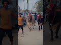 Wait Karraha Hu Cow Lane Ka Foryou Cow Cattleworld Cattlefarm