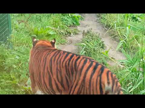 20180925 130411 Tiger Edinbrough Zoo