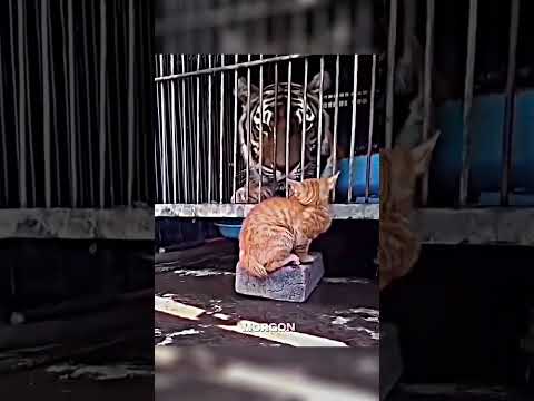 1000+ Aura Cat Moment 💀 #trollface