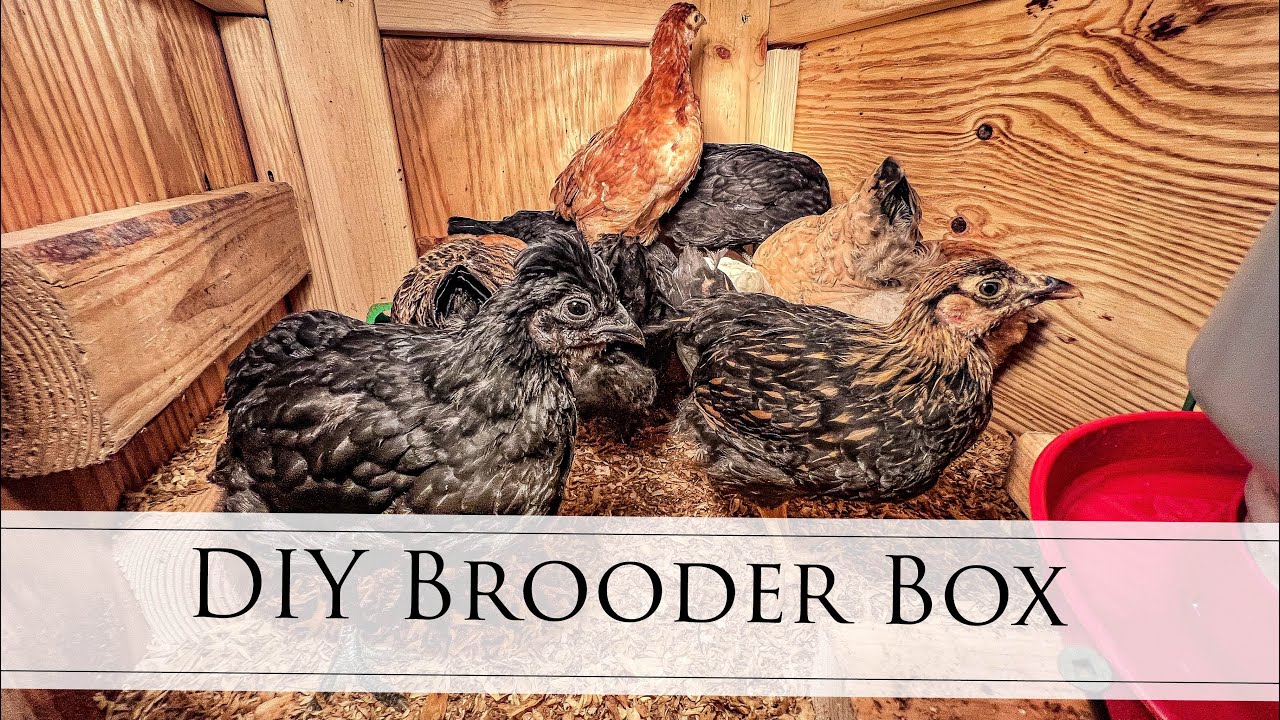 Homemade Chicken Brooder Box and our new chicks!