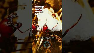 Download lagu Ada Gula, Ada Semut.?! #hewanunik #shortvideo #apaitu #semut mp3