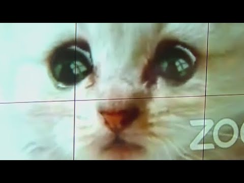 Texas lawyer: 'I am not a cat'