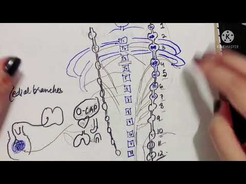 Thoracic Sympathetic Trunk | CONCEPT CLEARED | Part 2 | Medial branches