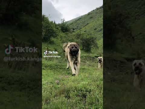 #turkyis #kangal #dog KI #video #please_subscribe_my_channel