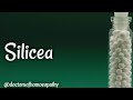 Silicea