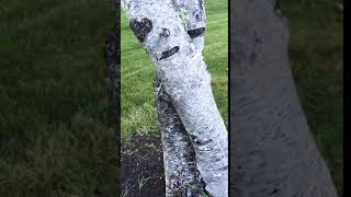 Birch trees music video (official video)