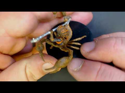 Wizkids Pathfinder Battles Ruins of Lastwall Brick Unbox  (sponsored)