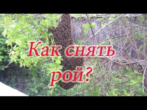 СУПЕР СПОСОБ!!! КАК ПРАВИЛЬНО СНЯТЬ ПРИВИВШИЙСЯ РОЙ С КУСТА, ДЕРЕВА!!!🔥🔥🔥