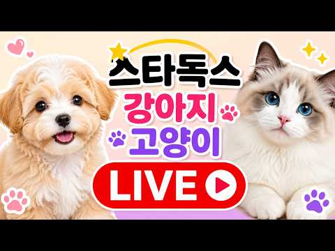 야호 강아지 고양이 방송 #강아지분양#고양이분양#강아지분양라이브…