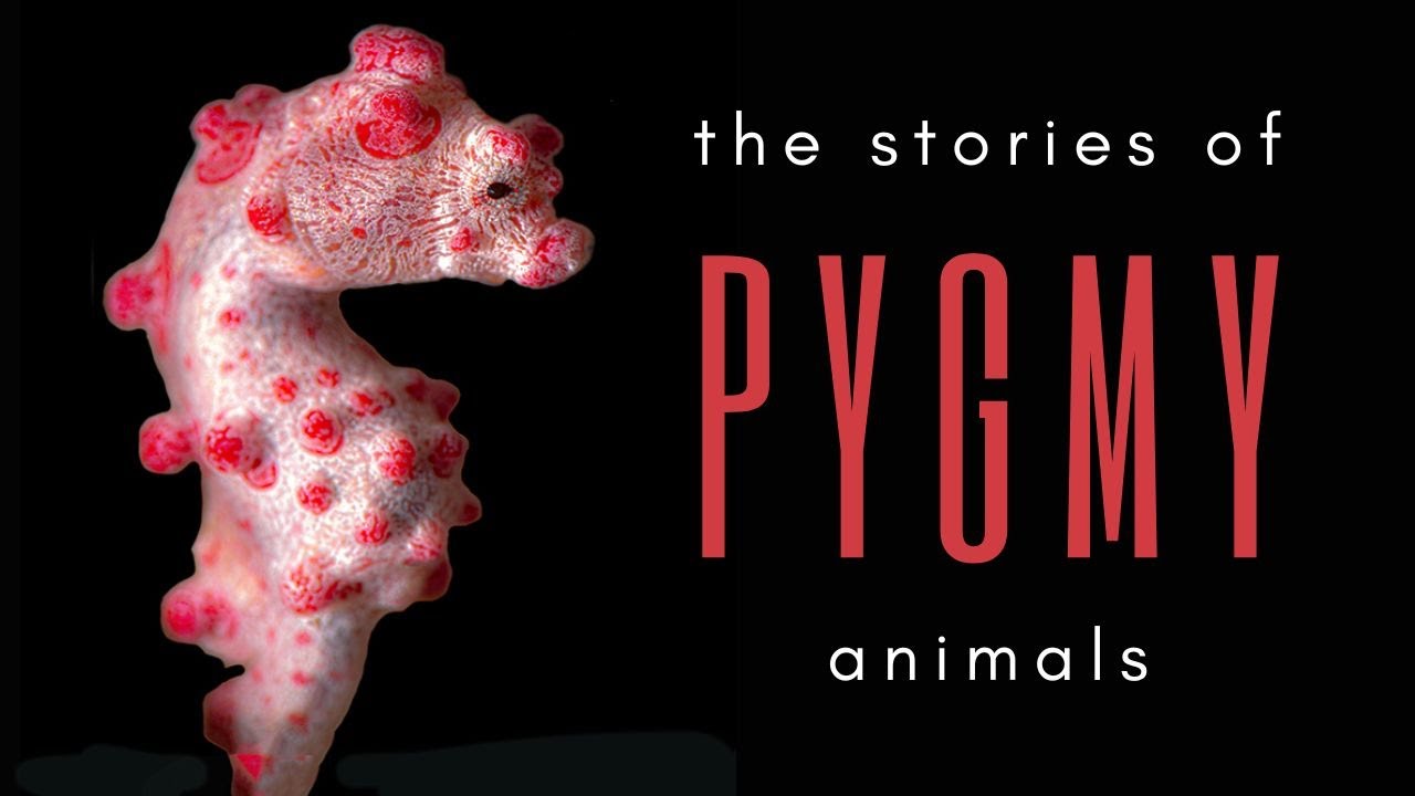 5 Pygmy Animals - Discovery, Struggle, Survival