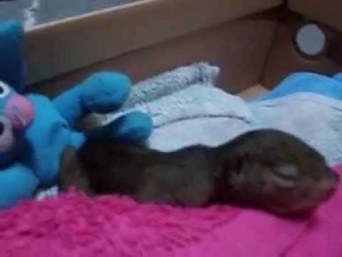 Anak tupai hilang ibu (Found an abandoned baby squirrel)