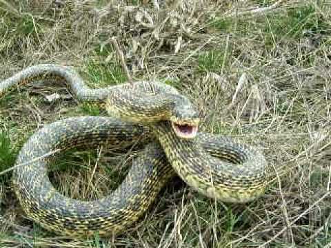 Elaphe sauromates( quatuorlineata var. sauromates) attack