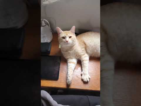 Orange Marmalade Cat Kneading Paws