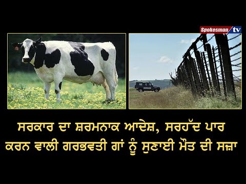 ਸਰਕਾਰ ਦਾ ਸ਼ਰਮਨਾਕ ਆਦੇਸ਼, ਸਰਹੱਦ ਪਾਰ ਕਰਨ ਵਾਲੀ ਗਰਭਵਤੀ ਗਾਂ ਨੂੰ ਸੁਣਾਈ ਮੌਤ ਦੀ ਸਜ਼ਾ