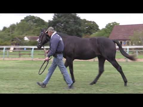 Gutaifan x Rayon Rouge