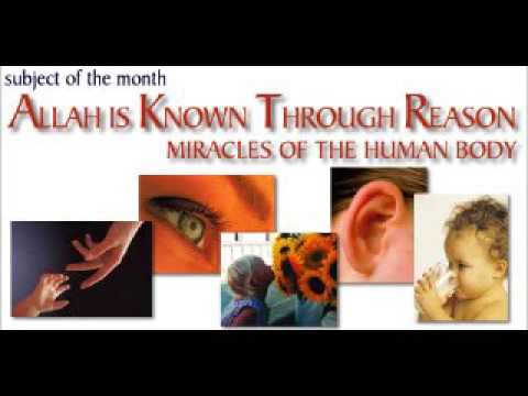 Reflection: the human body (2)