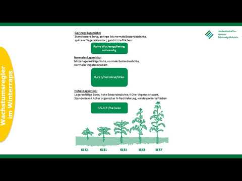 Wachstumsregler im Winterraps, Frühjahr 2021, LKSH