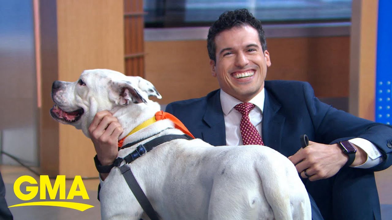 Celebrating ‘Adopt a Shelter Dog Month’