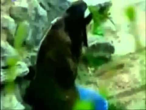 Asi BeLa & Dj PrenS Ft DjskandaL   Seven AgLarmıs DjVuSLat B