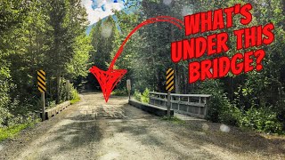 We Found North America's Most Unique Bird - Canon R5 & Nikon Z9