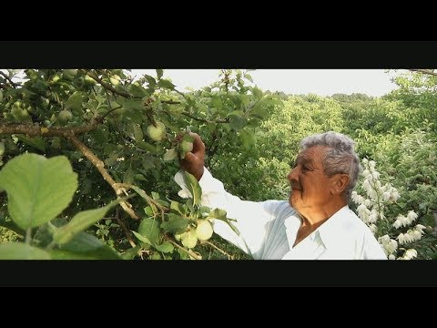 Savski Valovi - Dedek moj