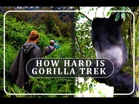 How difficult (hard) is gorilla trekking- Is gorilla trekking difficult (strenuous) in Rwanda #ads