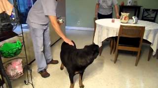 Reyes Dog Sarah on Protandim