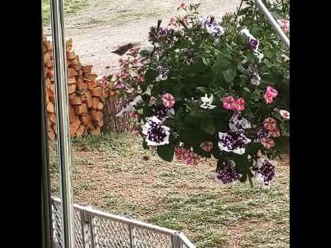 Hummingbirds loved our flowers here