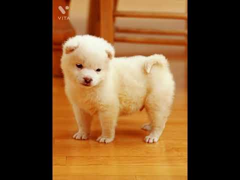 The cutest thing that you're mind will see 😍🥰😘😚😙