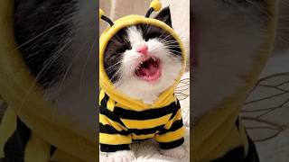 #猫  #ねこ  #猫動画  #ねこ #かわいい猫 #猫好きさんと繋がりたい  #かわいい猫