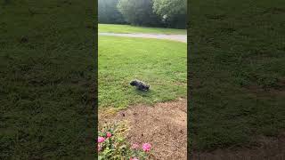 Killer Black Vultures