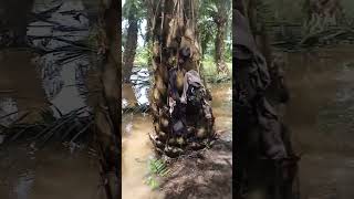 Download lagu tdk kenal namanya banjir selagi masi bisa di kerja gas terus.kurir sawit balab. mp3