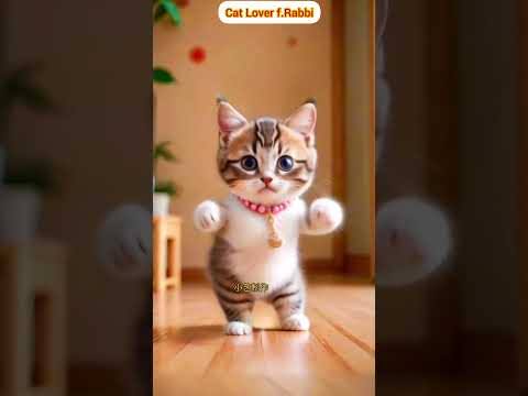 Tiger Cat Dance on Tauba Tauba #song #music #shorts