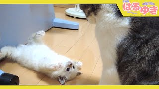 子猫が初めて他の猫と生接触するとこうなるのです【召喚獣はるとゆき】