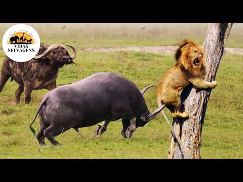 Animais Selvagens na África:A Vida de Sobrevivência dos Herbívoros #animaisselvagens|Vidas Selvagens