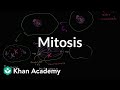 Mitosis Cells MCAT Khan Academy