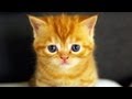 Killer Cats 