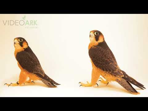 A male and female Taita Falcon (Falco fasciinucha), at the Peregrine Fund in Boise, Idaho.
