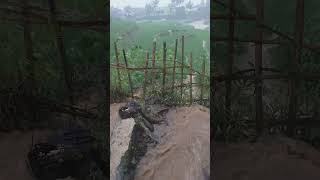 Download lagu #suwasanan pesawahan dilada hujan mp3 Download lagu #suwasanan pesawahan dilada hujan mp3