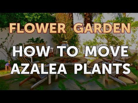 download lagu mp3 mp4 How To Transplant Azaleas, download lagu How To Transplant Azaleas gratis, unduh video klip How To Transplant Azaleas