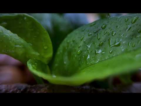 Naguva Nayana || SHOT ON IPHONE || Lumafusion || 4k