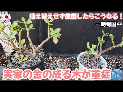 金のなる木 植物