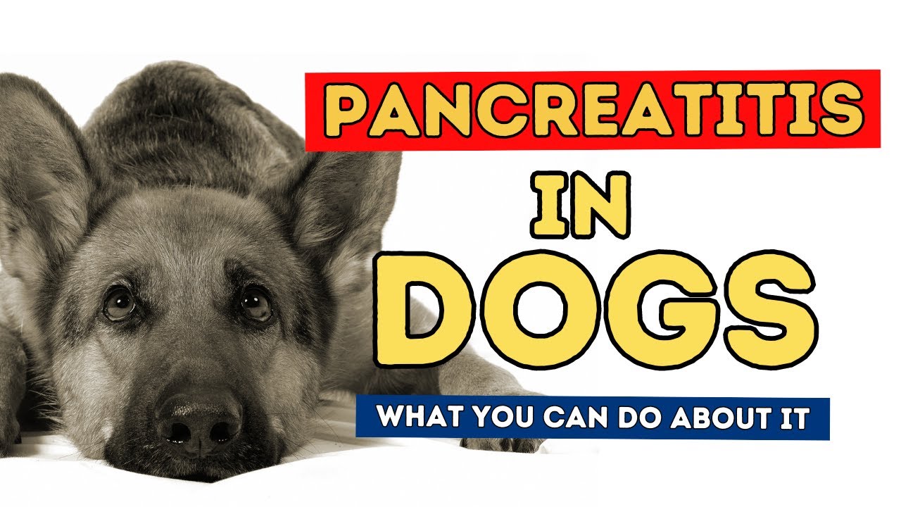 How To Treat Pancreatitis In Dogs At Home