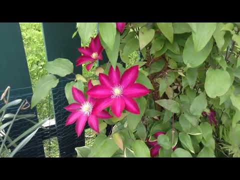 Flowering Vines with Nathan Urben