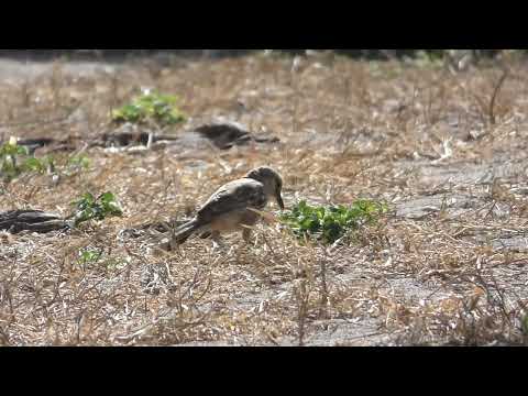 Chalk-browed Mockingbird, Mimus saturninus frater, Icapuí, CE, Brazil, 11 Jan 2026