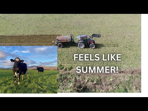COWS OUT GRAZING AND A BIT OF SLURRY !