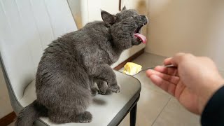 You Can’t Stop Laughing At These Cats 🤣 | Funniest Chaos Compilation 2026