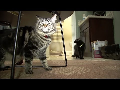 San Jose apartment is rented to cats, not people
