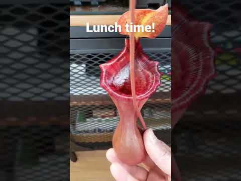 Pitcher plant eating an insect