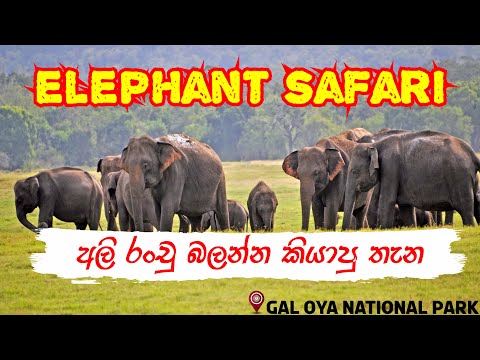 Gal Oya Elephant Safari @Gal oya National Park | අලි රංචු බලන්න කියාපු තැන #Elephant #animal #galoya